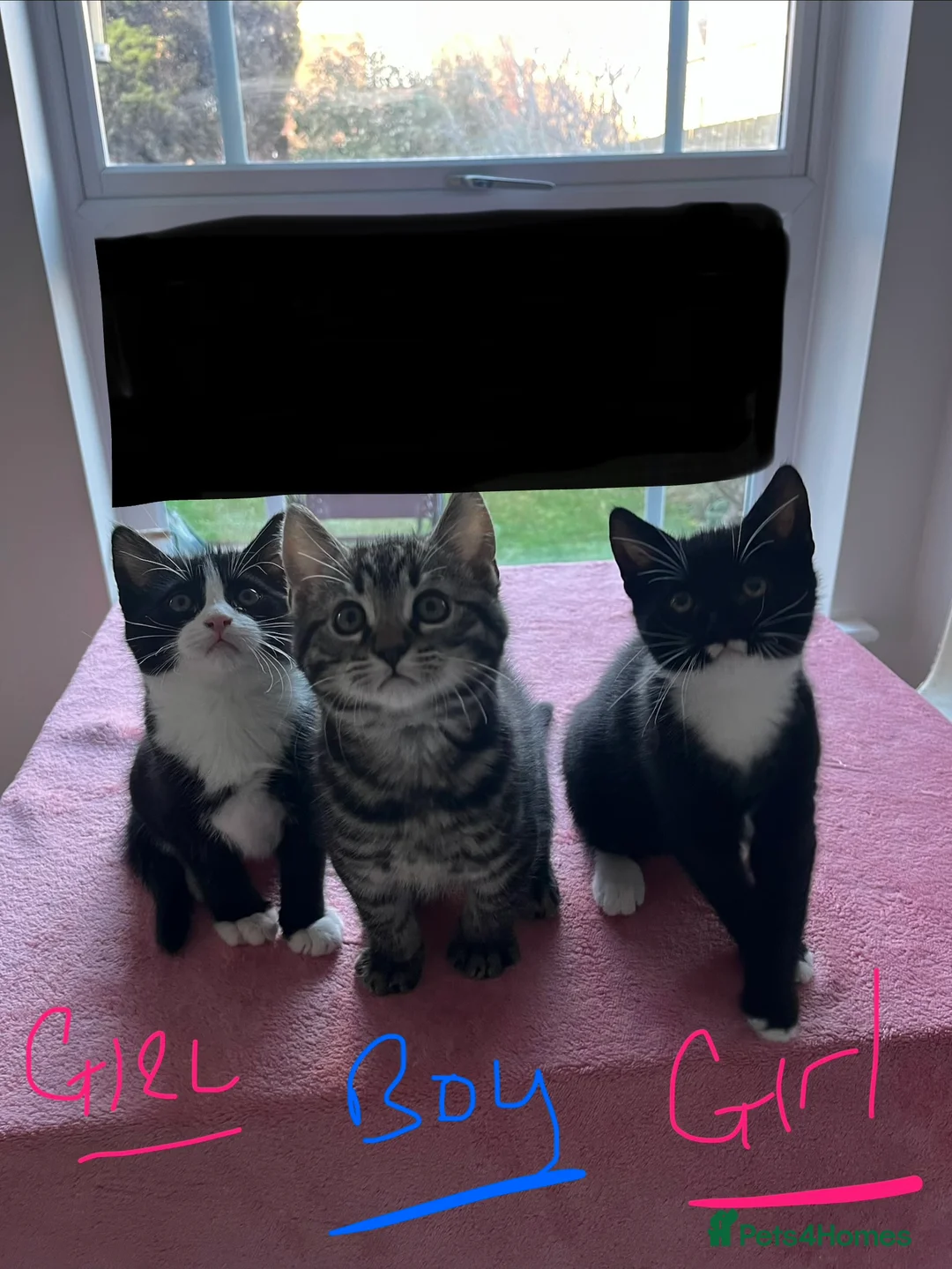 Mixed Breed cats for sale: 4 x Beautiful Playful Kittens Ready NOW - Advert 4
