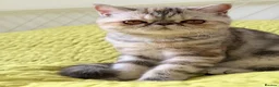 Exotic cats for sale: Gorgeous GCCF reg. kittens from Champions parents  - Advert 3
