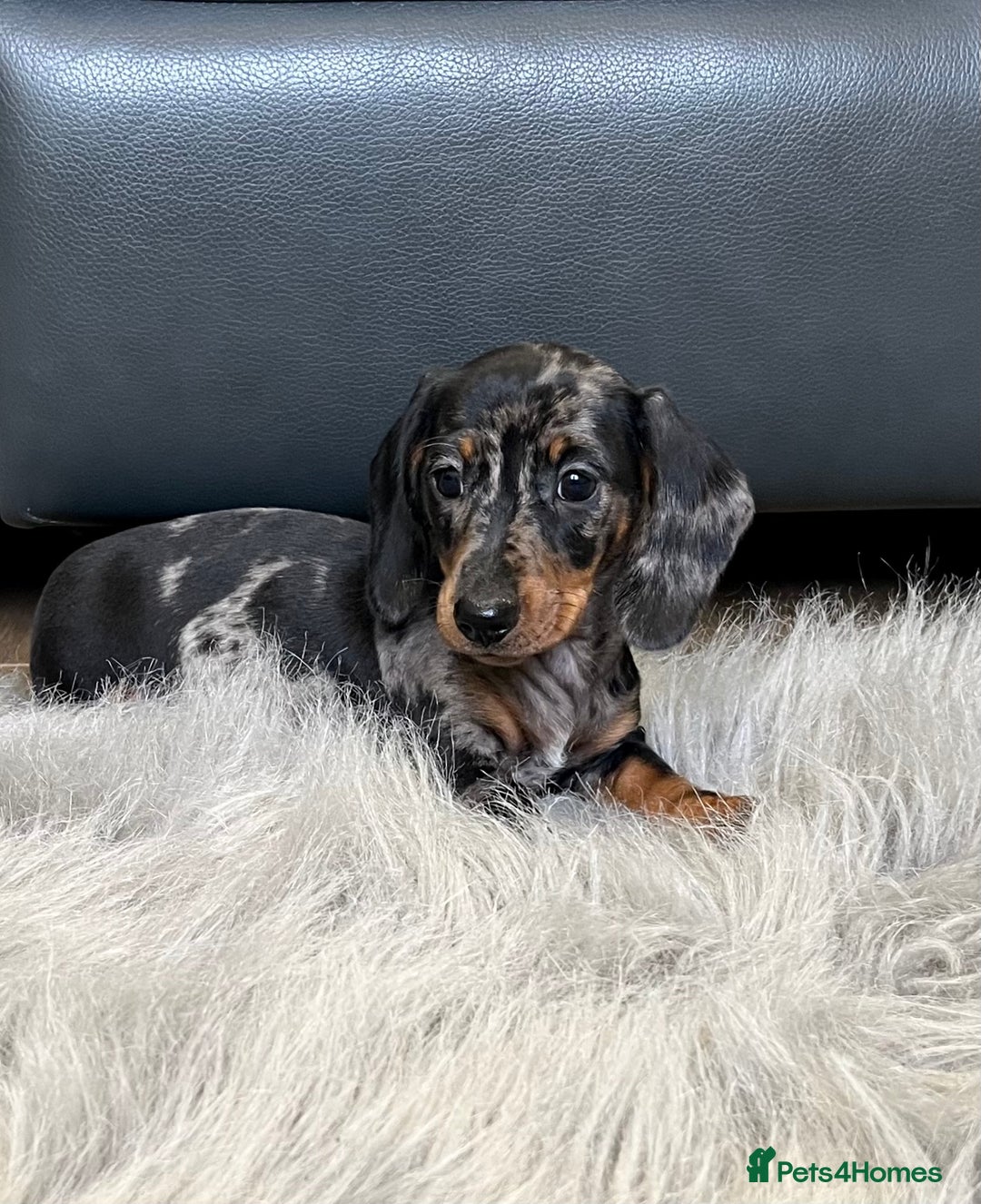 Dachshund dogs for sale: Miniature smooth haired Dachshund puppies  - Image 7