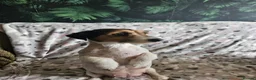Jack Russell dogs for sale: Beautiful Black & Tan Jack Russell puppy's  - Advert 5