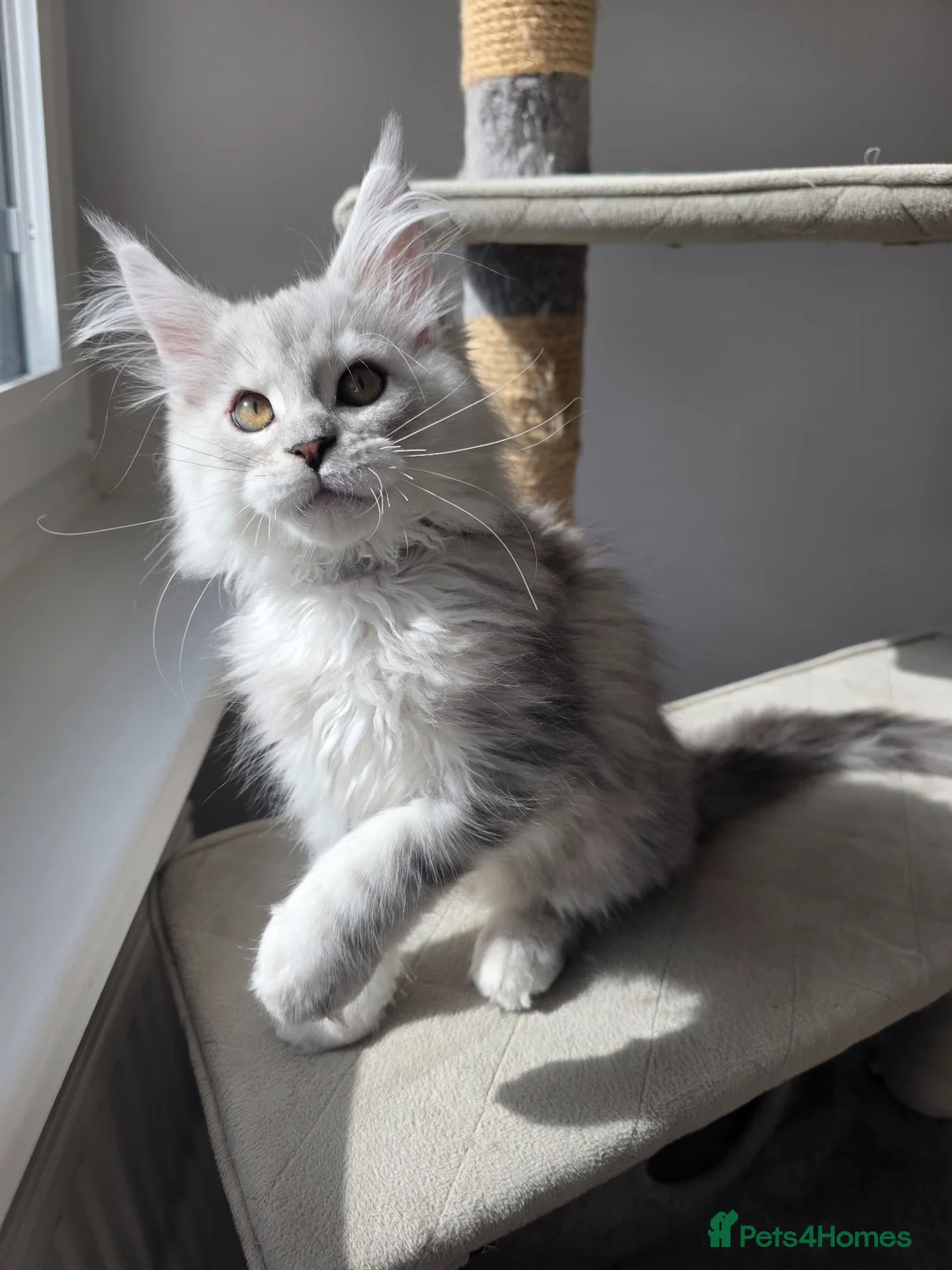 Maine Coon cats for sale: Maine Coon Kittens Looking for Homes!   - Advert 1