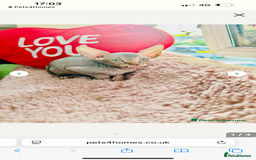 Sphynx cats for sale: Sweet Sphynx Kitten Looking for a Forever Home 🐾 - Image 5