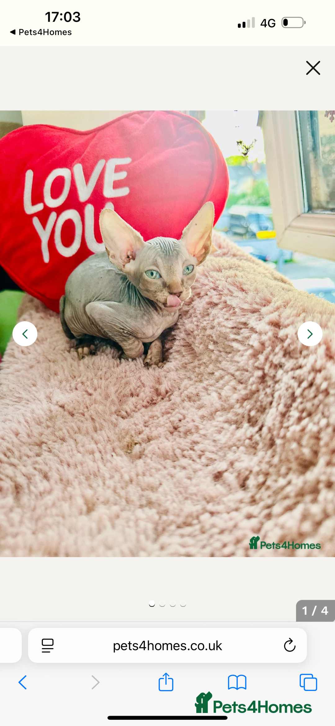 Sphynx cats for sale: Sweet Sphynx Kitten Looking for a Forever Home 🐾 - Image 5