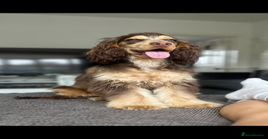 Cocker Spaniel dogs - Advert 9