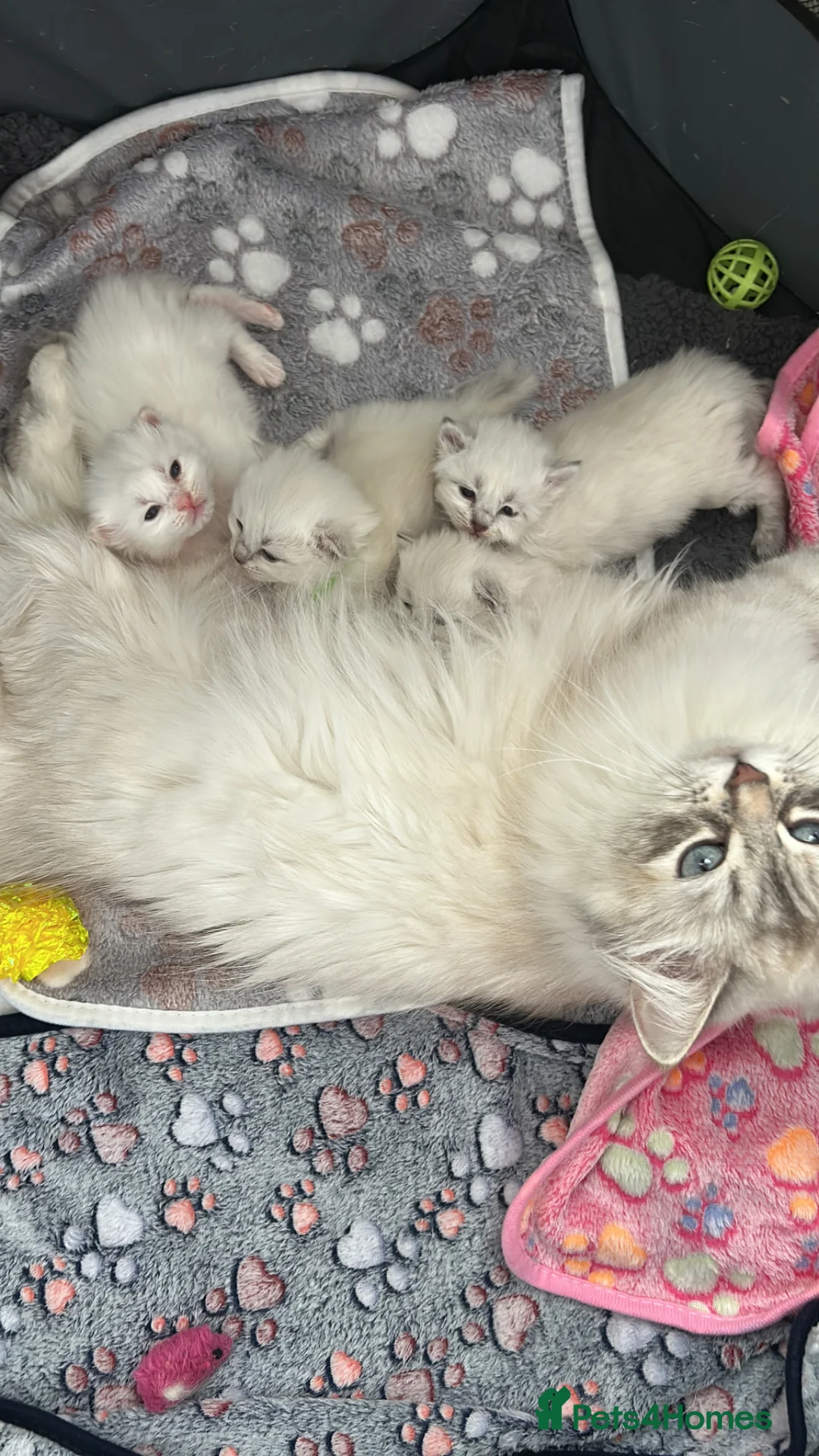 Siberian cats for sale: Neva Masquerade kittens  - Advert 1