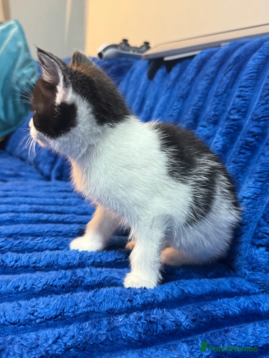 Mixed Breed cats for sale: Beautiful Male Kitten - Friendly & Playful - Advert 9