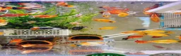 Platies fish for sale: Beautiful small Platy, Guppy Molly &Pleco-HobbyTK - Advert 24