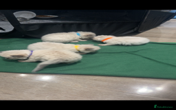 Ragdoll cats for sale: Stunning Pure breed ragdoll kittens  - Advert 4