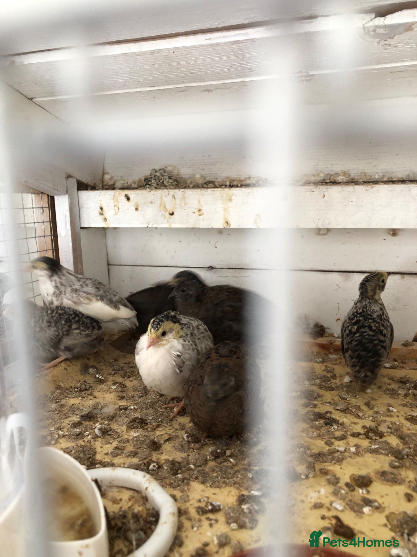 Mixed Breed birds Chinese Button Quail - Advert 9