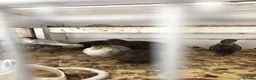 Mixed Breed birds for sale: Chinese Button Quail - Advert 1