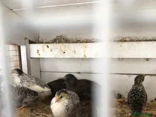 Mixed Breed birds Chinese Button Quail - Advert 5