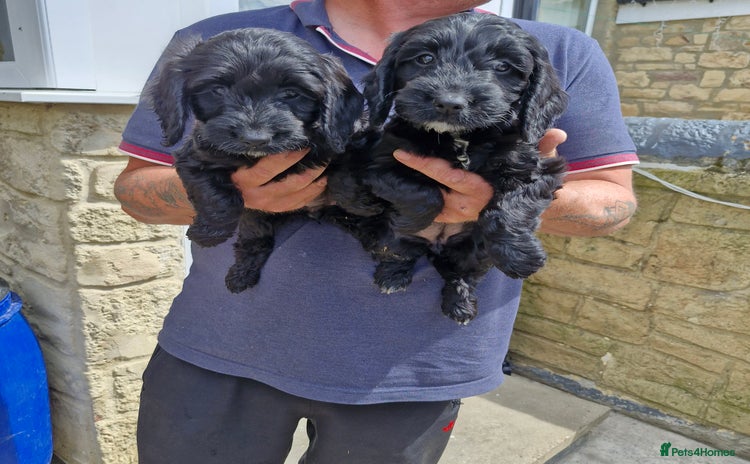 Cockapoo dogs - Advert 7