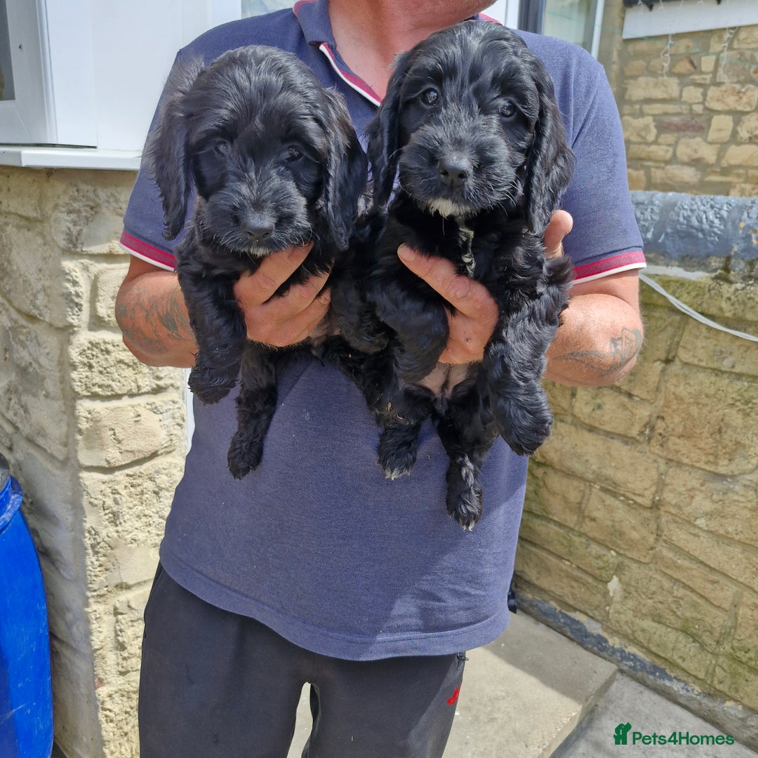 Cockapoo dogs for sale: Cockapoo puppies  - Image 2