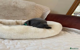 Staffordshire Bull Terrier dogs for sale: Exceptional Champion Pedigree, beautiful blues!! - Image 27
