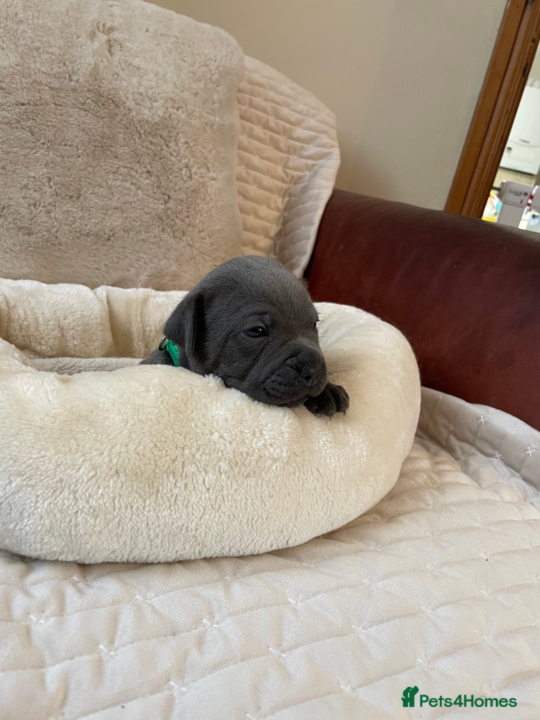 Staffordshire Bull Terrier dogs for sale: Exceptional Champion Pedigree, beautiful blues!! - Image 27