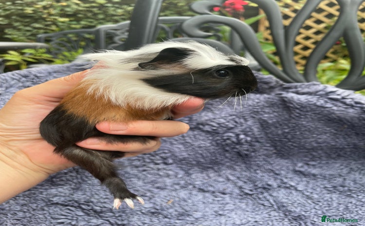 Guinea Pig rodents - Advert 5