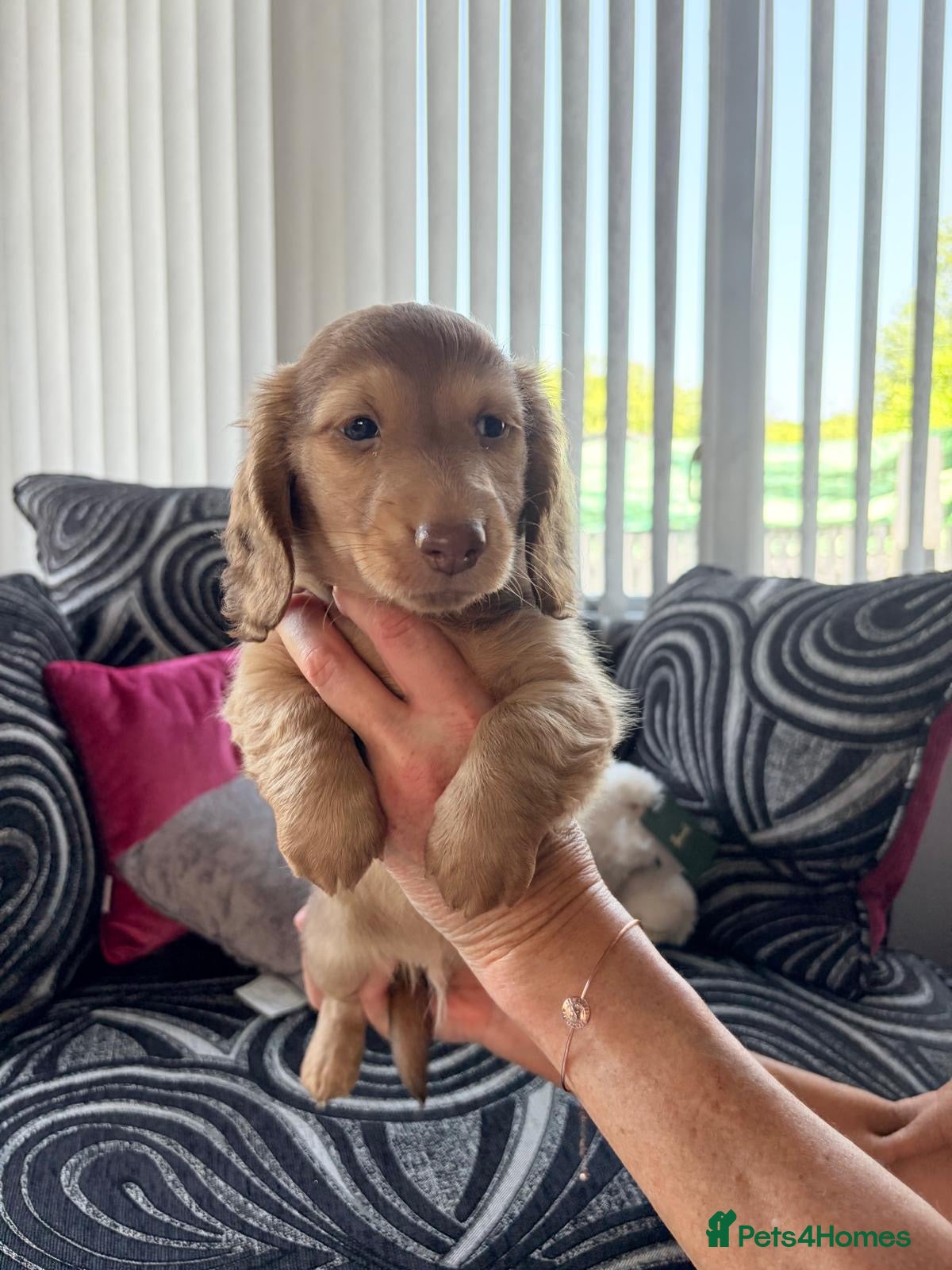Dachshund dogs Stunning  shaded cream miniature daxi pups  - Advert 1