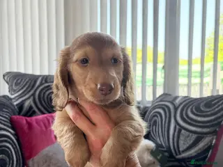 Dachshund dogs Stunning shaded cream miniature daxi pups - Advert 1