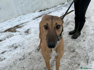 Greyhound dogs Emers butch - Advert 1