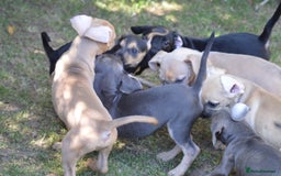Mixed Breed dogs for sale: Mixed Breed Pups - Image 11