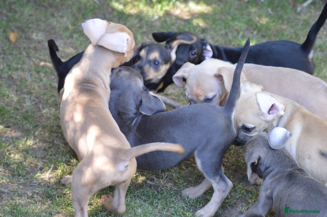 Mixed Breed dogs for sale: Mixed Breed Pups - Image 11