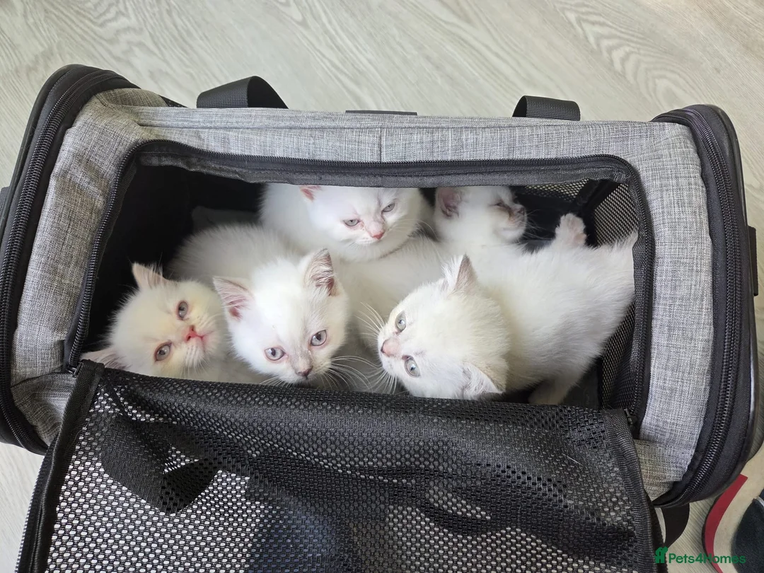 British Shorthair cats for sale: Cute brithis-shorthair kittens - Advert 1