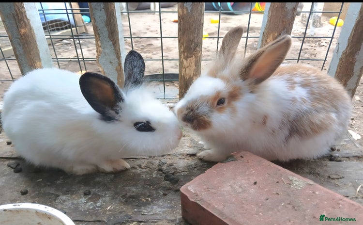 Rex rabbits - Advert 9