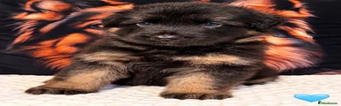 German Shepherd light blue