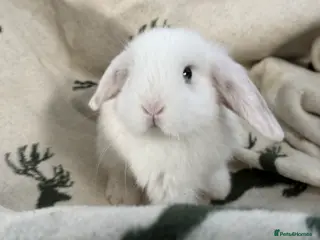 Mini Lop rabbits 5 beautiful lop bunnies - Advert 1