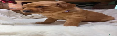 Golden Retriever 2