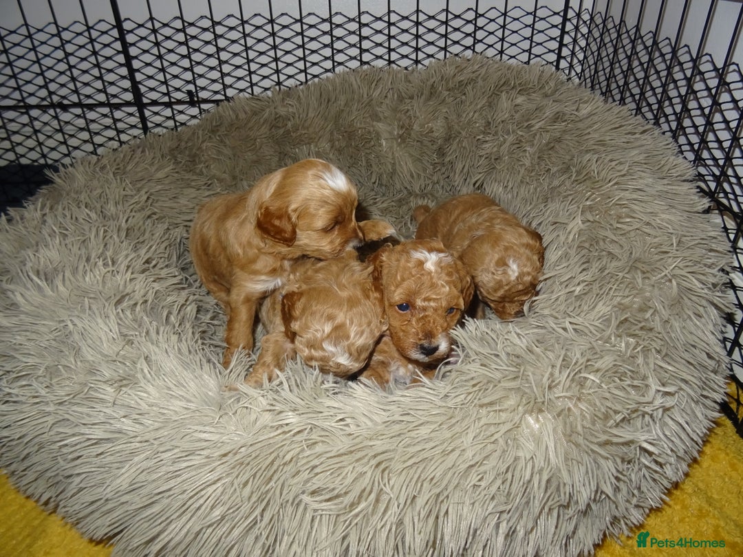 Maltipoo dogs for sale: 🐾 F1b Maltipoo Puppies – Ready Early January 🐾 - Advert 7