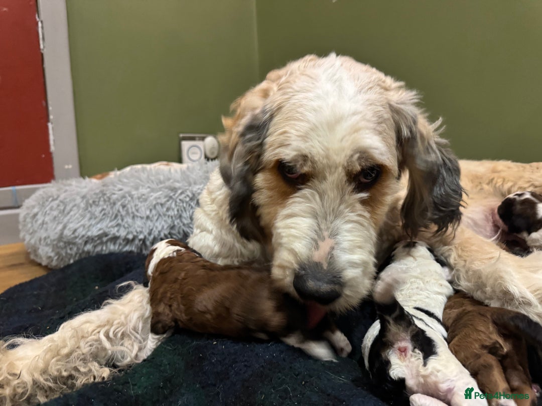Bernedoodle dogs for sale: Bernedoodle F1B puppies - Image 5