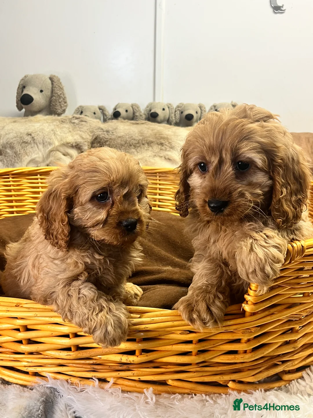 Cavapoo dogs for sale: stunningly stunning cavapoo health tested litter - Advert 9
