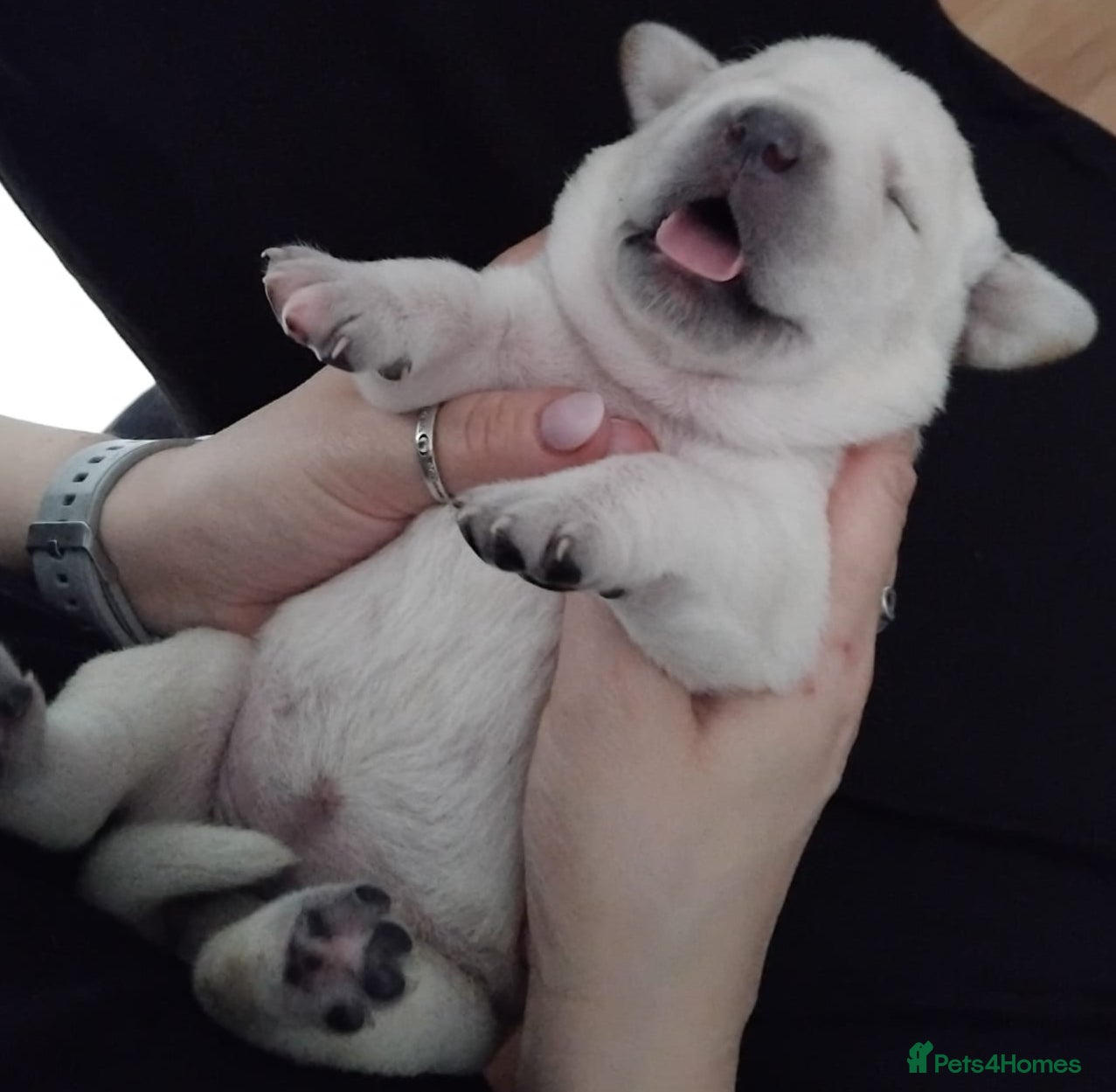 Labrador Retriever dogs  Exclusive SHOW LABRADOR RETRIEVER WHITE/YELLOW  - Advert 12