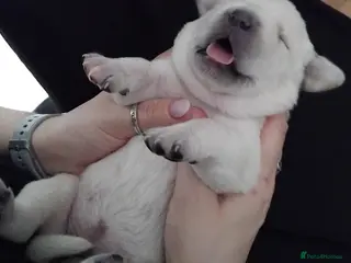 Labrador Retriever dogs Exclusive SHOW LABRADOR RETRIEVER WHITE/YELLOW - Advert 12