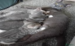 British Shorthair cats for sale: Adorable blue grey kittens - Image 10