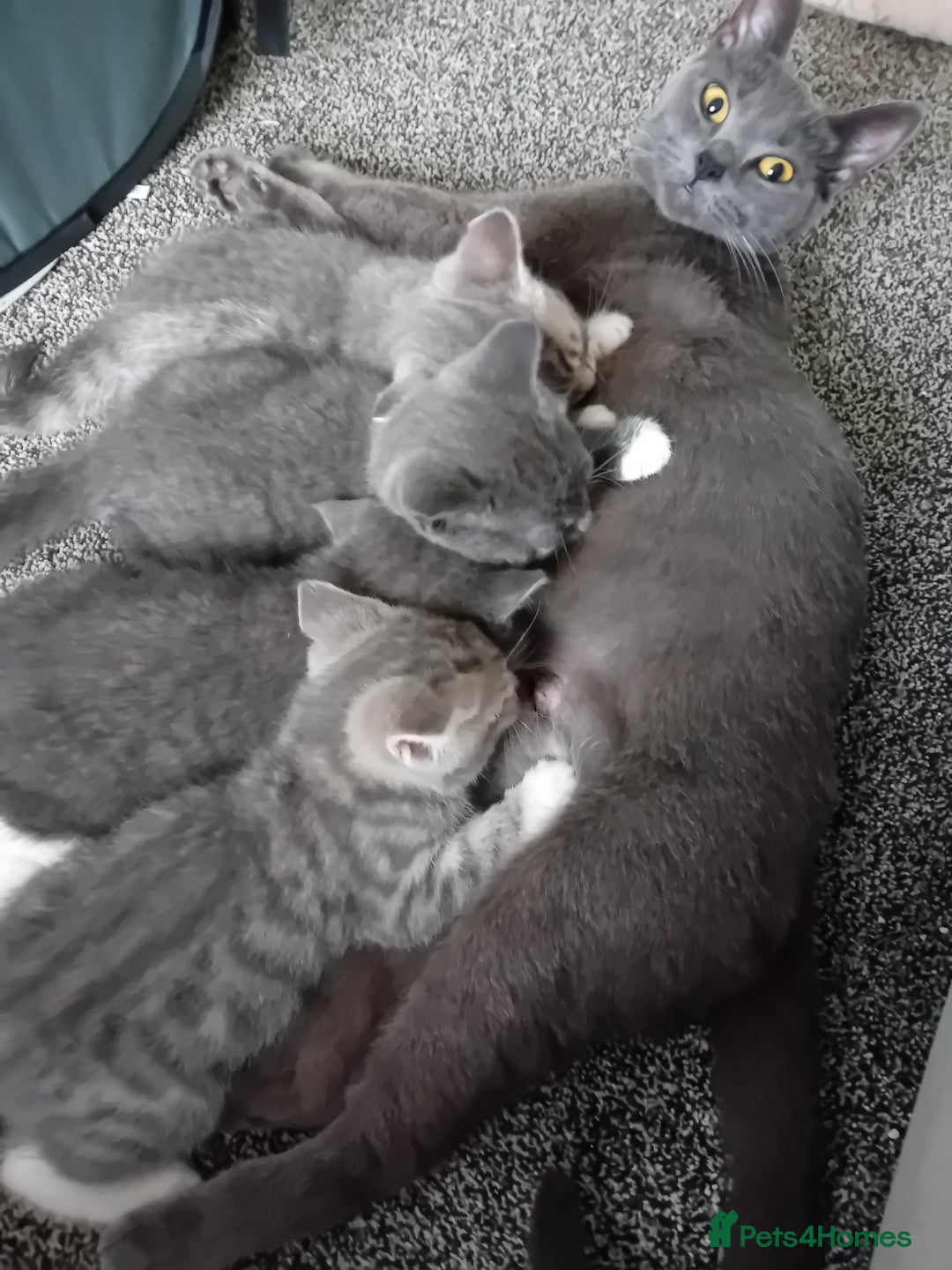 British Shorthair cats for sale: Adorable blue grey kittens - Image 10