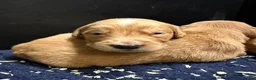 Golden Retriever dogs for sale: Wonderful litter - Advert 6