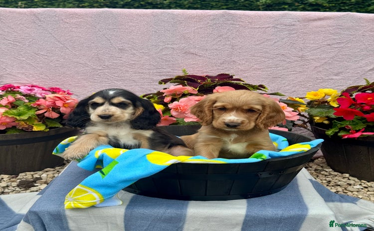 Cocker Spaniel dogs in Market Drayton - Advert 10