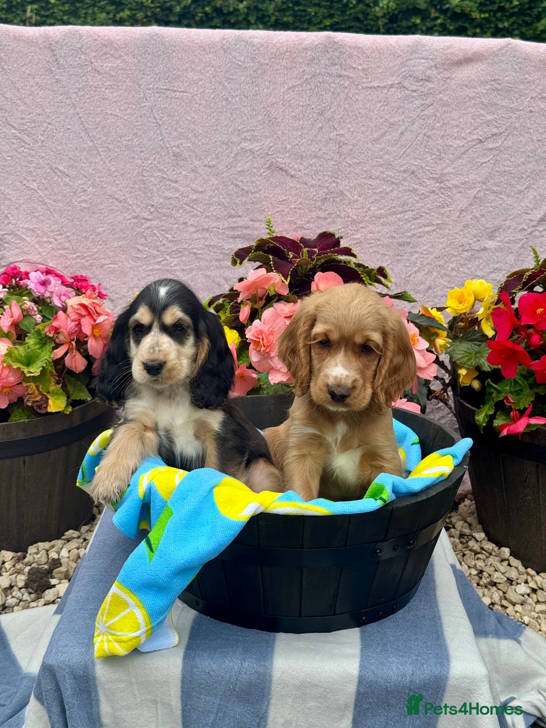 Cocker Spaniel dogs for sale: 3boys only  show type cocker spaniel puppies in Market Drayton - Image 5