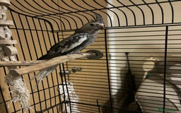 Cockatiels birds for sale: Cockatiel for rehoming  - Image 4