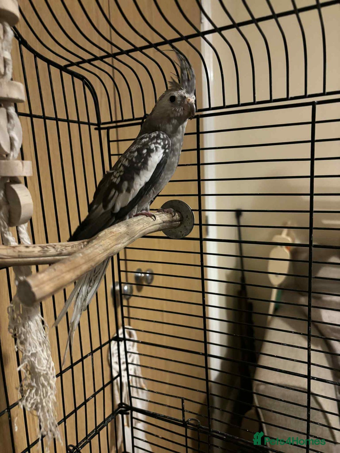 Cockatiels birds for sale: Cockatiel for rehoming  - Image 4