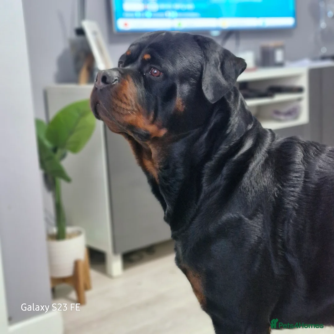 Rottweiler dogs for sale: LEGACY'S IN THE MAKING!! REX & MAGIC - Advert 13