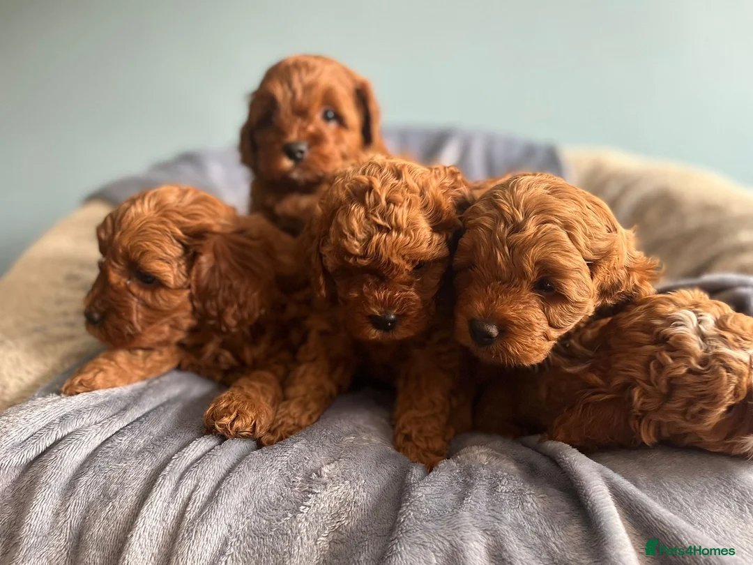 Toy Poodle dogs for stud: Health tested fox red toy poodle stud  in Stevenage - Advert 34