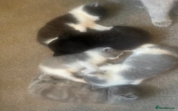British Shorthair cats for sale: 5 kittens mixed litter 9 weeks old, ready now!  - Image 21