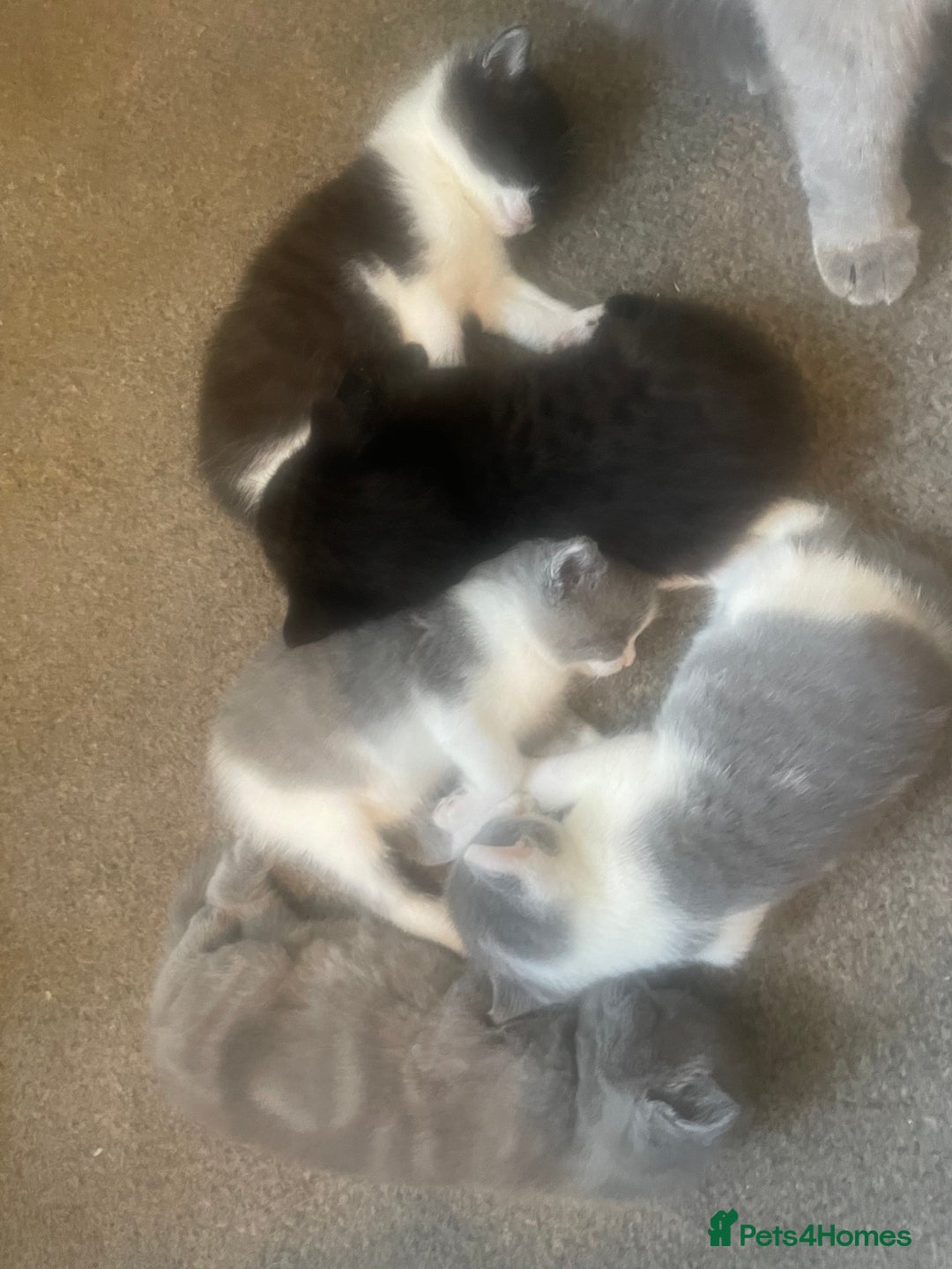 British Shorthair cats for sale: 5 kittens mixed litter 9 weeks old, ready now!  - Image 21