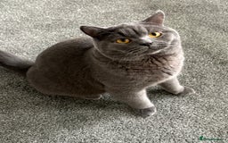 British Shorthair cats for sale: Pure blue british shorthair kitten - Image 4