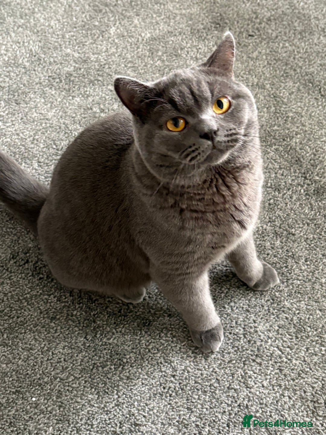 British Shorthair cats for sale: Pure blue british shorthair kitten - Image 4
