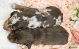 Miniature Dachshund dogs for sale: KC Miniature Dachshund Puppies - Image 5