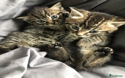 Mixed Breed cats for sale: Amazing stripy Bengal x kittens ready now - Image 4